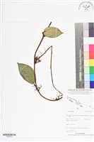 登錄號:BS05634藏品圖，第1張
