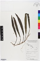 登錄號:BS05636藏品圖，第1張