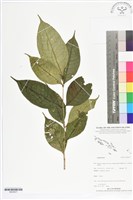 登錄號:BS05637藏品圖，第1張