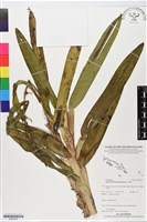 登錄號:BS05638藏品圖，第1張