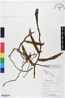登錄號:BS05639藏品圖，第1張