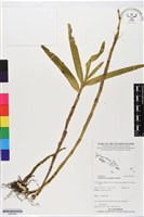 登錄號:BS05640藏品圖，第1張
