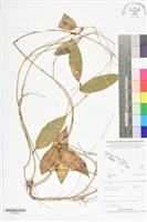 登錄號:BS05642藏品圖，第1張