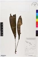 登錄號:BS05643藏品圖，第1張