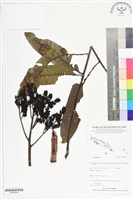 登錄號:BS05644藏品圖，第1張