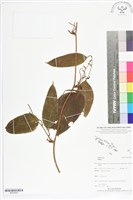 登錄號:BS05645藏品圖，第1張