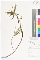 登錄號:BS05646藏品圖，第1張