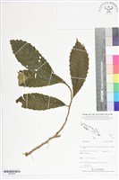 登錄號:BS05648藏品圖，第1張