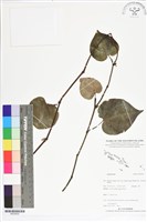 登錄號:BS05650藏品圖，第1張