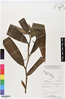 登錄號:BS05651藏品圖，第1張