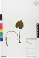登錄號:BS05652藏品圖，第1張