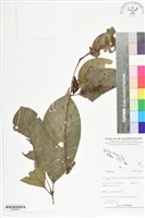 登錄號:BS05653藏品圖，第1張