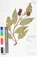 登錄號:BS05654藏品圖，第1張