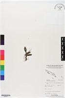 登錄號:BS05657藏品圖，第1張