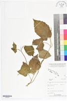 登錄號:BS05658藏品圖，第1張