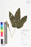 登錄號:BS05659藏品圖，第1張