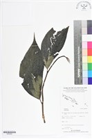 登錄號:BS05660藏品圖，第1張