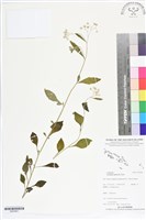 一枝香藏品圖，第1張