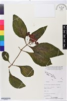 登錄號:BS05664藏品圖，第1張