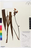 登錄號:BS05666藏品圖，第1張