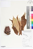 登錄號:BS05668藏品圖，第1張