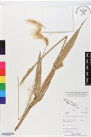 登錄號:BS05669藏品圖，第1張