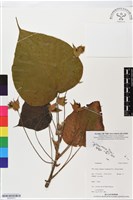 登錄號:BS05673藏品圖，第1張