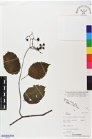 館號:BS05674藏品圖，第1張