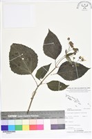 蟛蜞菊藏品圖，第1張