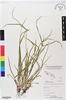 短葉水蜈蚣藏品圖，第1張