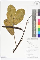登錄號:BS05688藏品圖，第1張