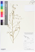 登錄號:BS05692藏品圖，第1張