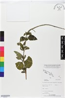 登錄號:BS05696藏品圖，第1張