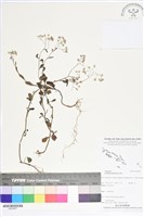 一枝香藏品圖，第1張