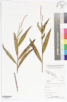登錄號:BS05699藏品圖，第1張