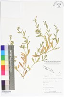 登錄號:BS05700藏品圖，第1張