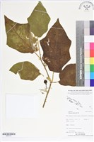刺茄、牛茄子藏品圖，第1張