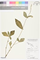 牛膝藏品圖，第1張