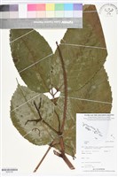 登錄號:BS05706藏品圖，第1張