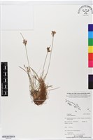 異花莎草藏品圖，第1張