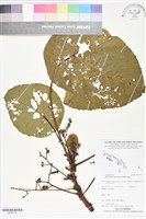 血桐藏品圖，第1張