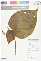 登錄號:BS05712藏品圖，第1張