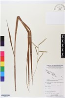 雀稗藏品圖，第1張