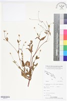登錄號:BS05715藏品圖，第1張
