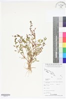 登錄號:BS05716藏品圖，第1張