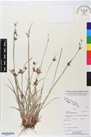 長尖莎草藏品圖，第1張