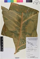 姑婆芋藏品圖，第9張