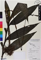 登錄號:BS05721藏品圖，第1張
