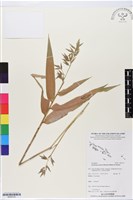 包籜矢竹、矢竹仔藏品圖，第1張