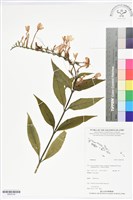 登錄號:BS05724藏品圖，第1張
